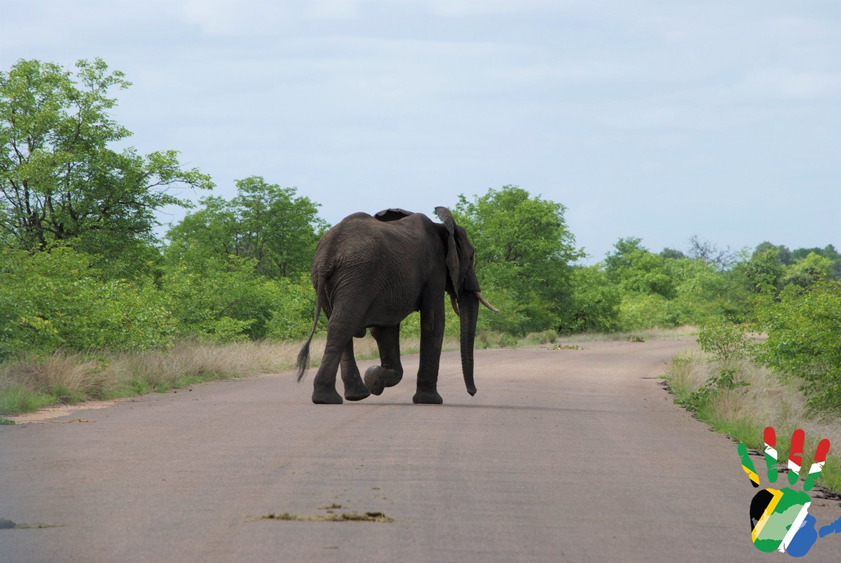 Elefante su strada principale al Kruger
