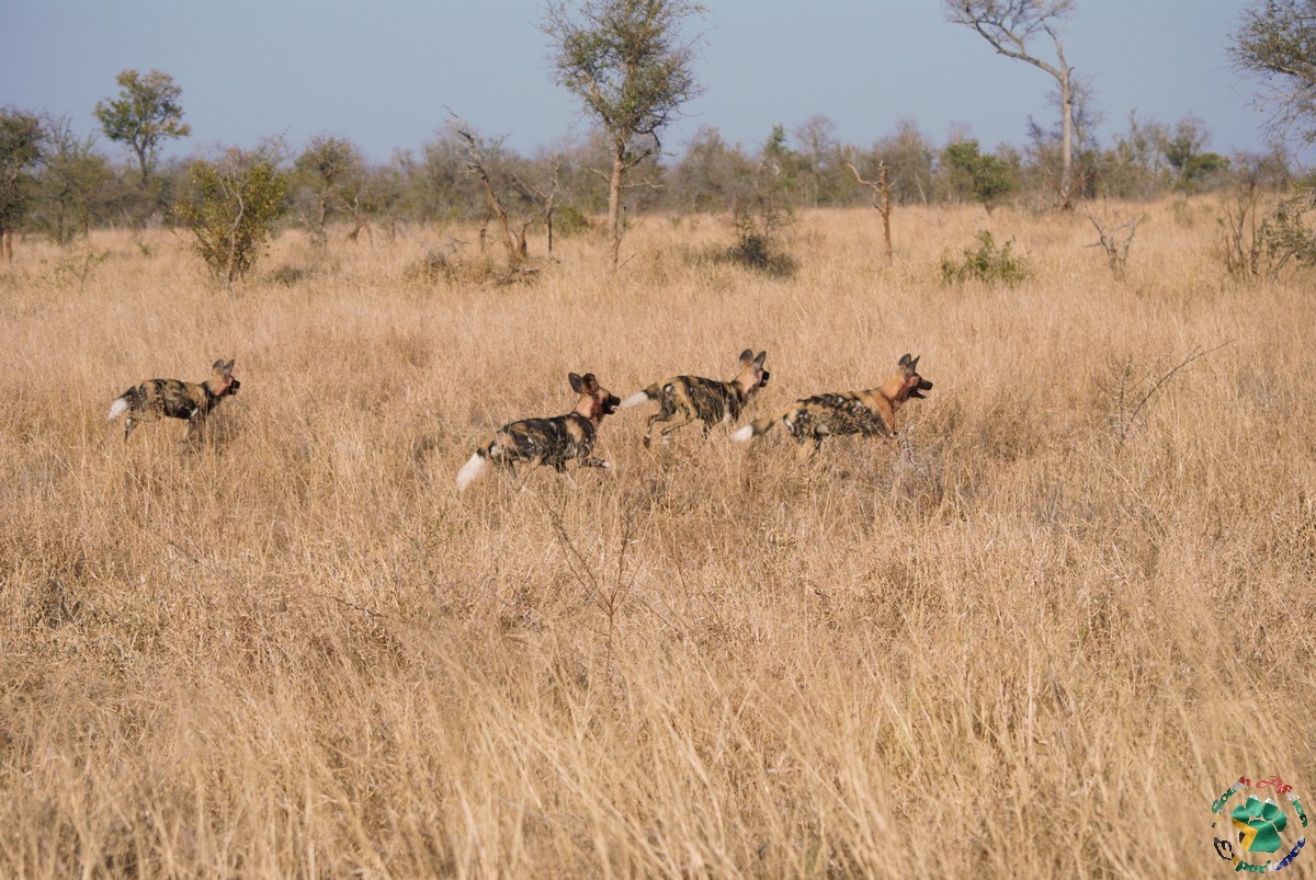 safari al Kruger